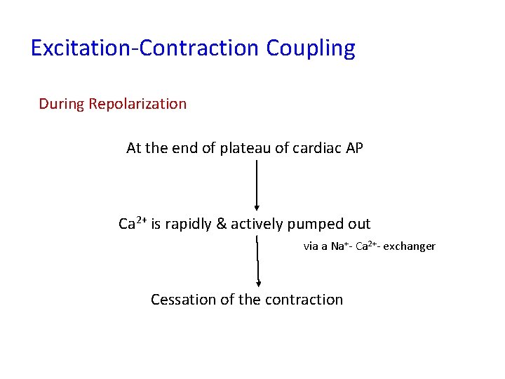 Excitation-Contraction Coupling During Repolarization At the end of plateau of cardiac AP Ca 2+