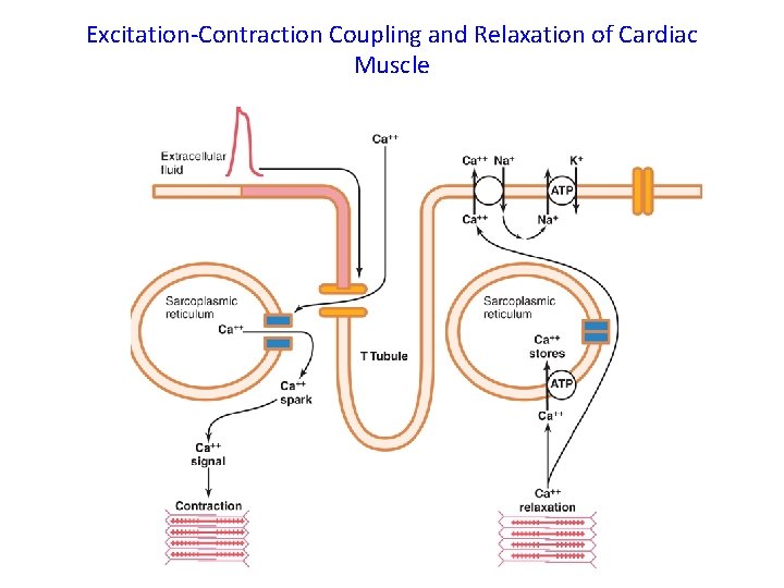 Excitation-Contraction Coupling and Relaxation of Cardiac Muscle 