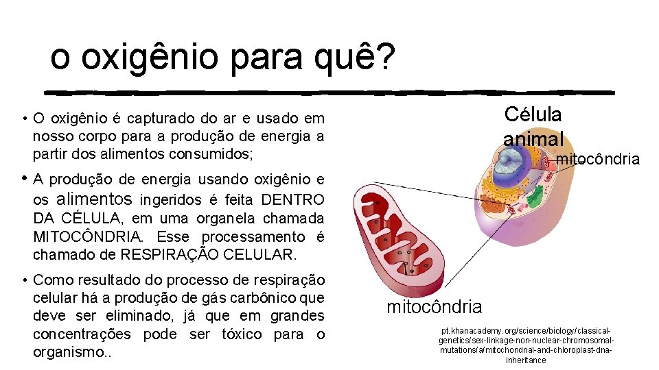 o oxigênio para quê? Célula animal • O oxigênio é capturado do ar e