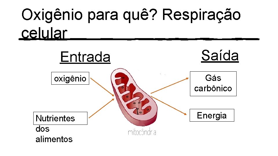 Oxigênio para quê? Respiração celular Entrada oxigênio Nutrientes dos alimentos Saída Gás carbônico Energia