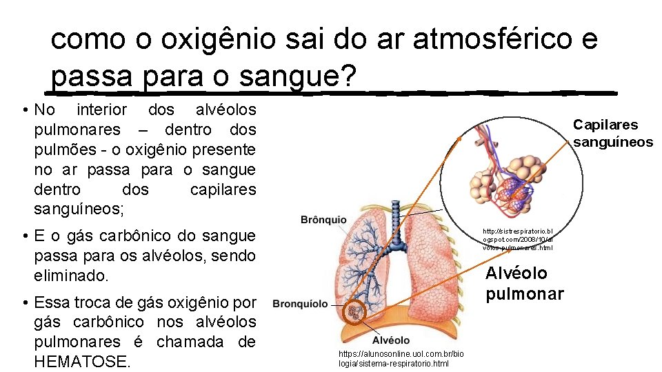 como o oxigênio sai do ar atmosférico e passa para o sangue? • No