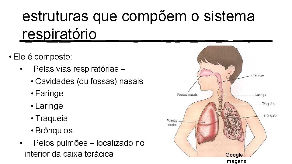 estruturas que compõem o sistema respiratório • Ele é composto: • Pelas vias respiratórias