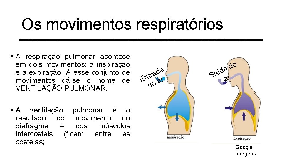 Os movimentos respiratórios • A respiração pulmonar acontece em dois movimentos: a inspiração e