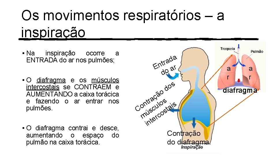 Os movimentos respiratórios – a inspiração • Na inspiração ocorre a ENTRADA do ar