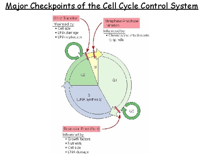 Major Checkpoints of the Cell Cycle Control System 