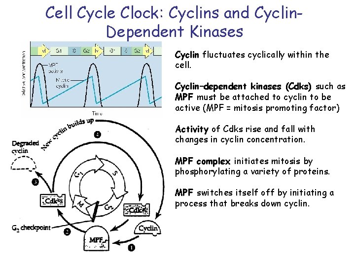 Cell Cycle Clock: Cyclins and Cyclin. Dependent Kinases Cyclin fluctuates cyclically within the cell.