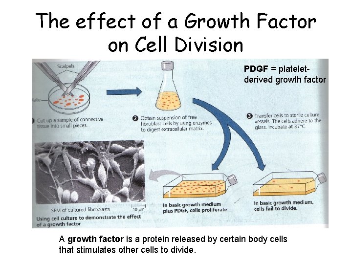 The effect of a Growth Factor on Cell Division PDGF = plateletderived growth factor