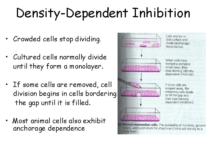 Density-Dependent Inhibition • Crowded cells stop dividing. • Cultured cells normally divide until they