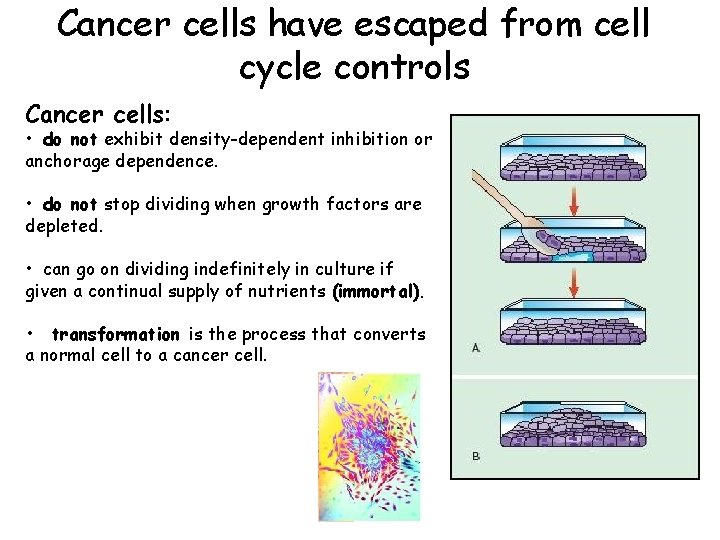 Cancer cells have escaped from cell cycle controls Cancer cells: • do not exhibit