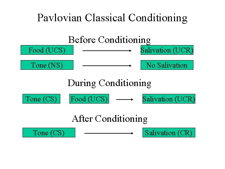 Pavlovian Classical Conditioning Before Conditioning Food (UCS) Salivation (UCR) Tone (NS) No Salivation During