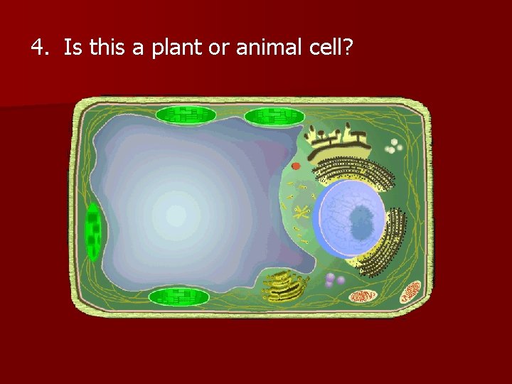 4. Is this a plant or animal cell? 