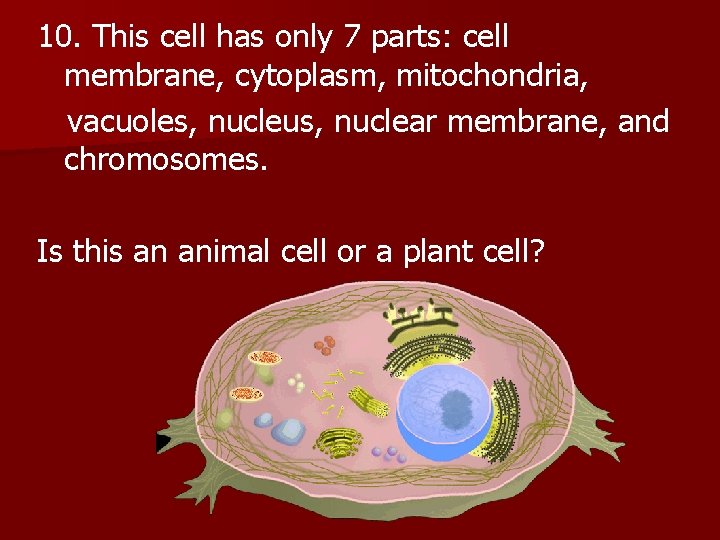 10. This cell has only 7 parts: cell membrane, cytoplasm, mitochondria, vacuoles, nucleus, nuclear