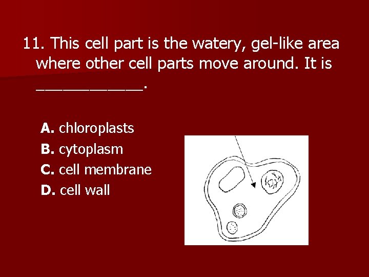 11. This cell part is the watery, gel-like area where other cell parts move
