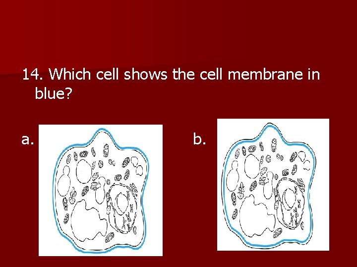 14. Which cell shows the cell membrane in blue? a. b. 