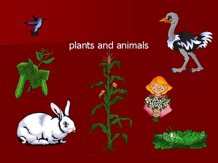 plants and animals 