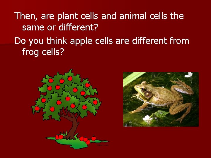 Then, are plant cells and animal cells the same or different? Do you think