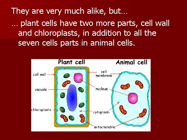 They are very much alike, but… … plant cells have two more parts, cell