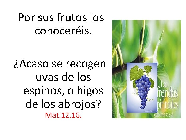  Por sus frutos los conoceréis. ¿Acaso se recogen uvas de los espinos, o