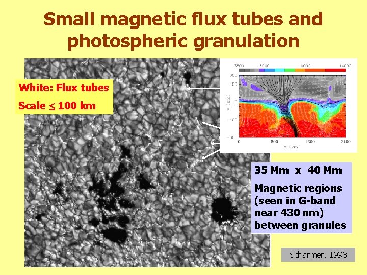 Small magnetic flux tubes and photospheric granulation White: Flux tubes Scale 100 km 35