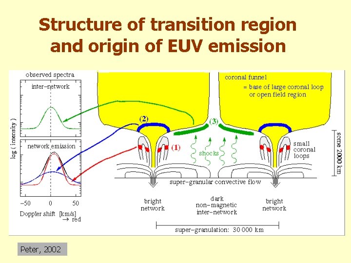 Structure of transition region and origin of EUV emission Peter, 2002 