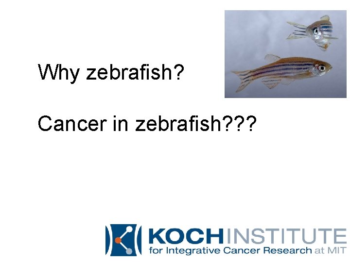 Why zebrafish? Cancer in zebrafish? ? ? 