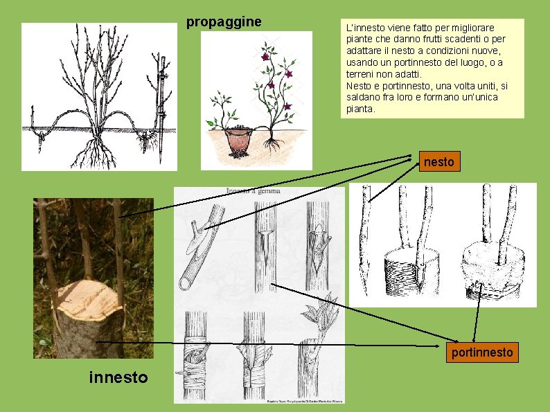 propaggine L’innesto viene fatto per migliorare piante che danno frutti scadenti o per adattare