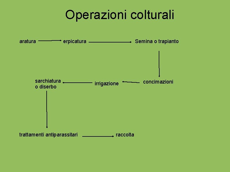 Operazioni colturali aratura erpicatura sarchiatura o diserbo trattamenti antiparassitari Semina o trapianto irrigazione raccolta