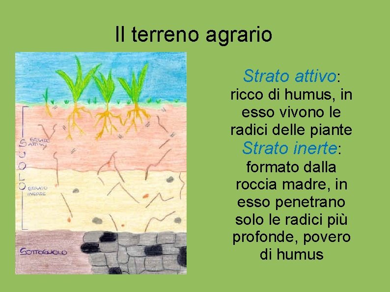 Il terreno agrario Strato attivo: ricco di humus, in esso vivono le radici delle Il terreno agrario Strato attivo: ricco di humus, in esso vivono le radici delle