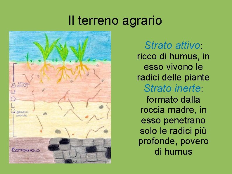 Il terreno agrario Strato attivo: ricco di humus, in esso vivono le radici delle