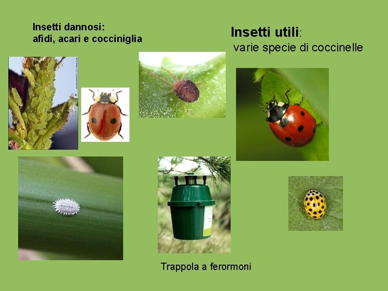 Insetti dannosi: afidi, acari e cocciniglia Insetti utili: varie specie di coccinelle Trappola a