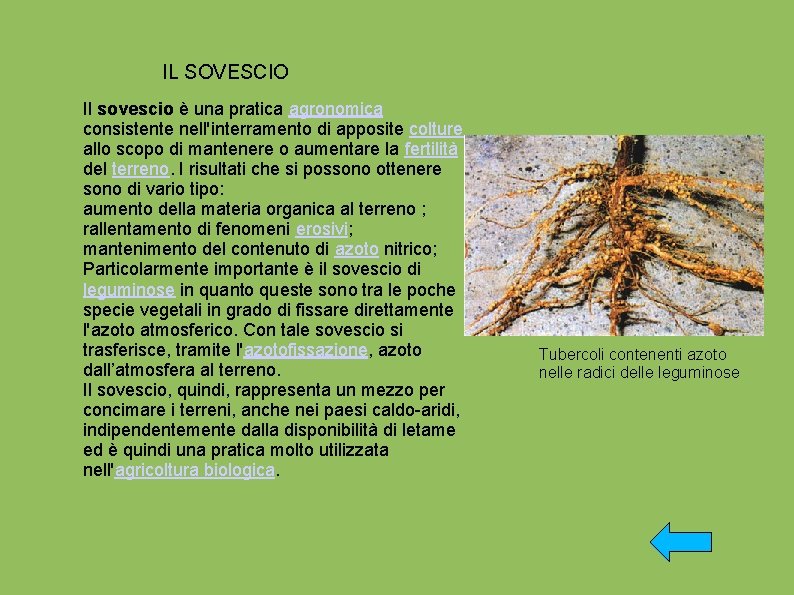 IL SOVESCIO Il sovescio è una pratica agronomica consistente nell'interramento di apposite colture allo