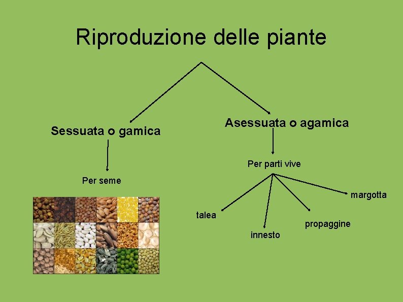 Riproduzione delle piante Asessuata o agamica Sessuata o gamica Per parti vive Per seme