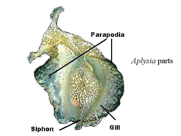 Aplysia parts 