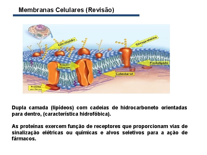  Membranas Celulares (Revisão) Dupla camada (lipídeos) com cadeias de hidrocarboneto orientadas para dentro,