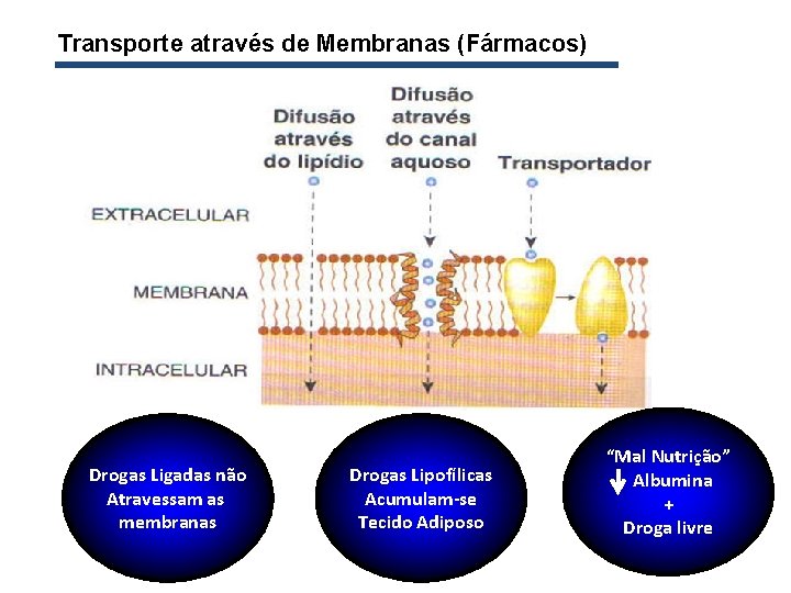 Transporte através de Membranas (Fármacos) Drogas Ligadas não Atravessam as membranas Drogas Lipofílicas Acumulam-se