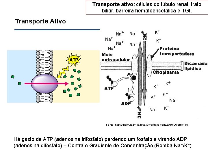 Transporte ativo: células do túbulo renal, trato biliar, barreira hematoencefálica e TGI. Transporte Ativo