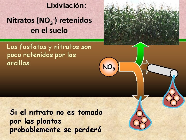 Lixiviación: Nitratos (NO 3 -) retenidos en el suelo Los fosfatos y nitratos son