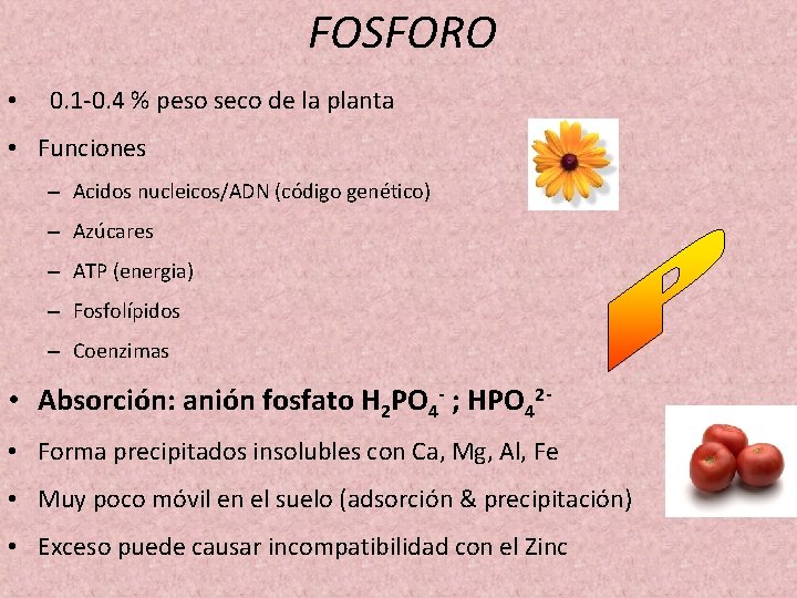 FOSFORO • 0. 1 -0. 4 % peso seco de la planta • Funciones