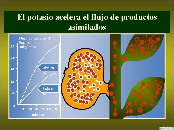 El potasio acelera el flujo de productos asimilados 2. 5 Flujo de savia en