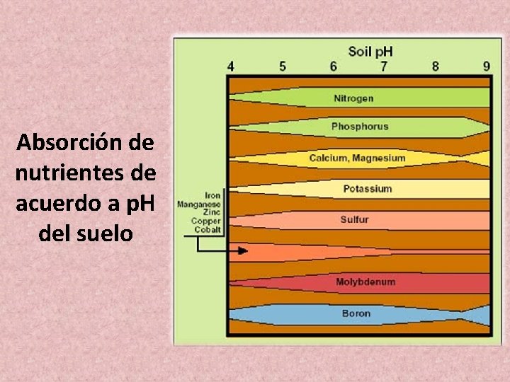 Absorción de nutrientes de acuerdo a p. H del suelo 