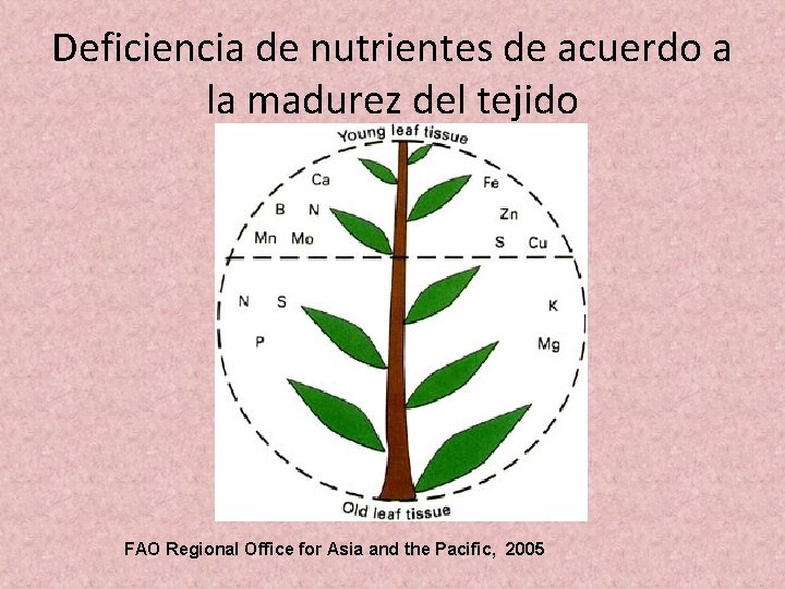 Deficiencia de nutrientes de acuerdo a la madurez del tejido FAO Regional Office for