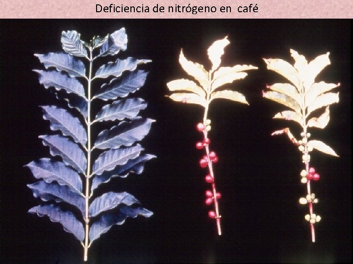 Deficiencia de nitrógeno en café 