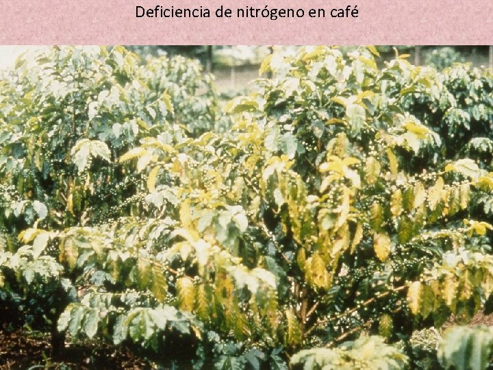 Deficiencia de nitrógeno en café 