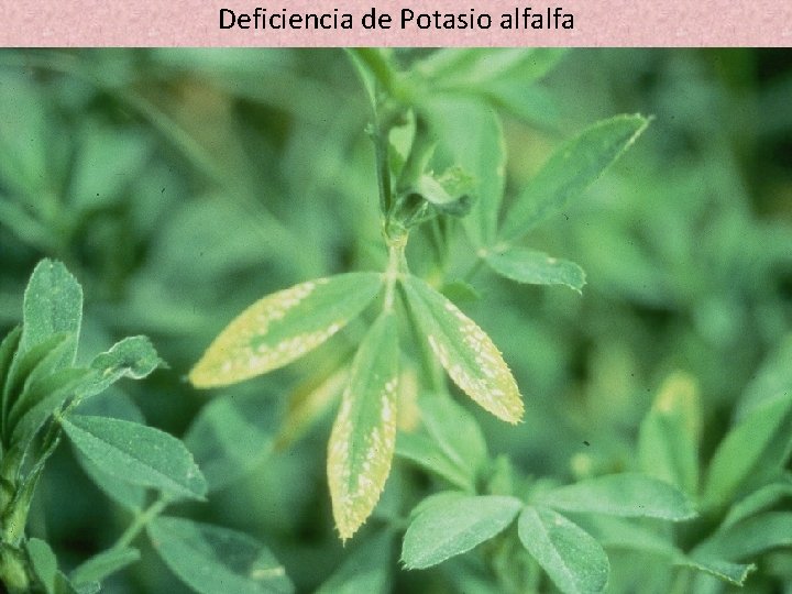 Deficiencia de Potasio alfalfa 