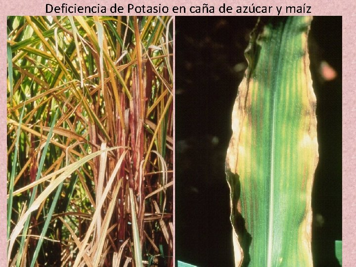 Deficiencia de Potasio en caña de azúcar y maíz 