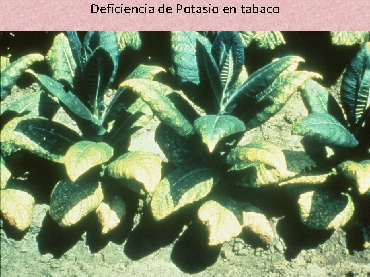 Deficiencia de Potasio en tabaco 