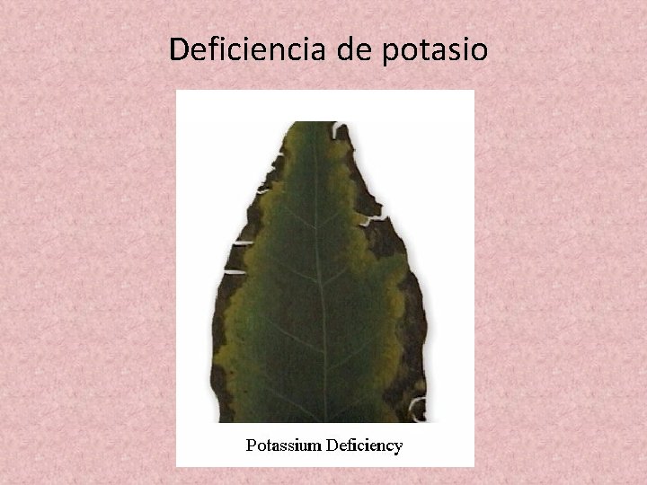 Deficiencia de potasio 