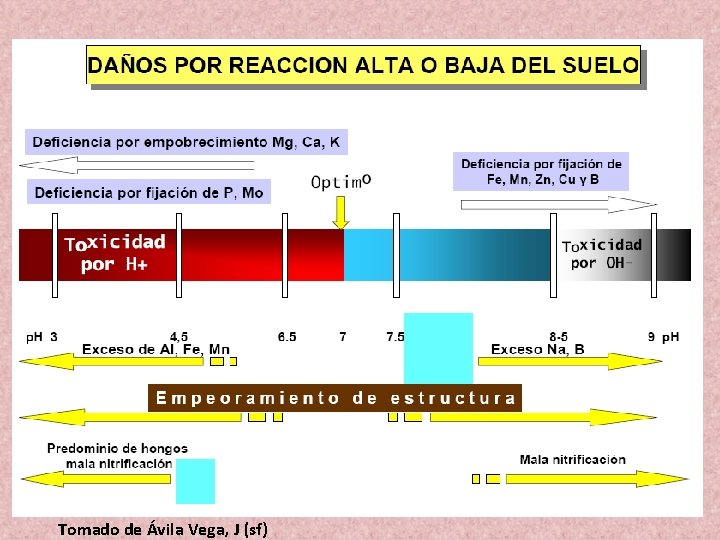 Tomado de Ávila Vega, J (sf) 