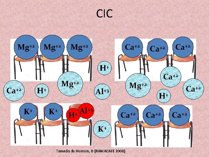 CIC - - - Mg+2 Ca+2 H+ Ca+2 Mg+2 H+ - - - K+