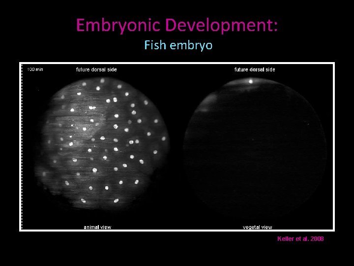 Embryonic Development: Fish embryo Keller et al. 2008 